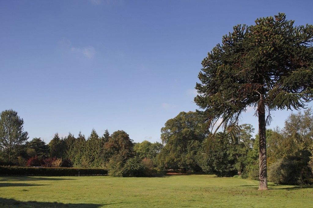 A golf course with a large tree in the foreground and a clear blue sky.