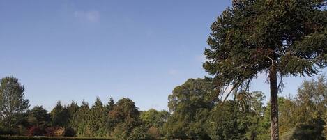 A golf course with a large tree in the foreground and a clear blue sky.
