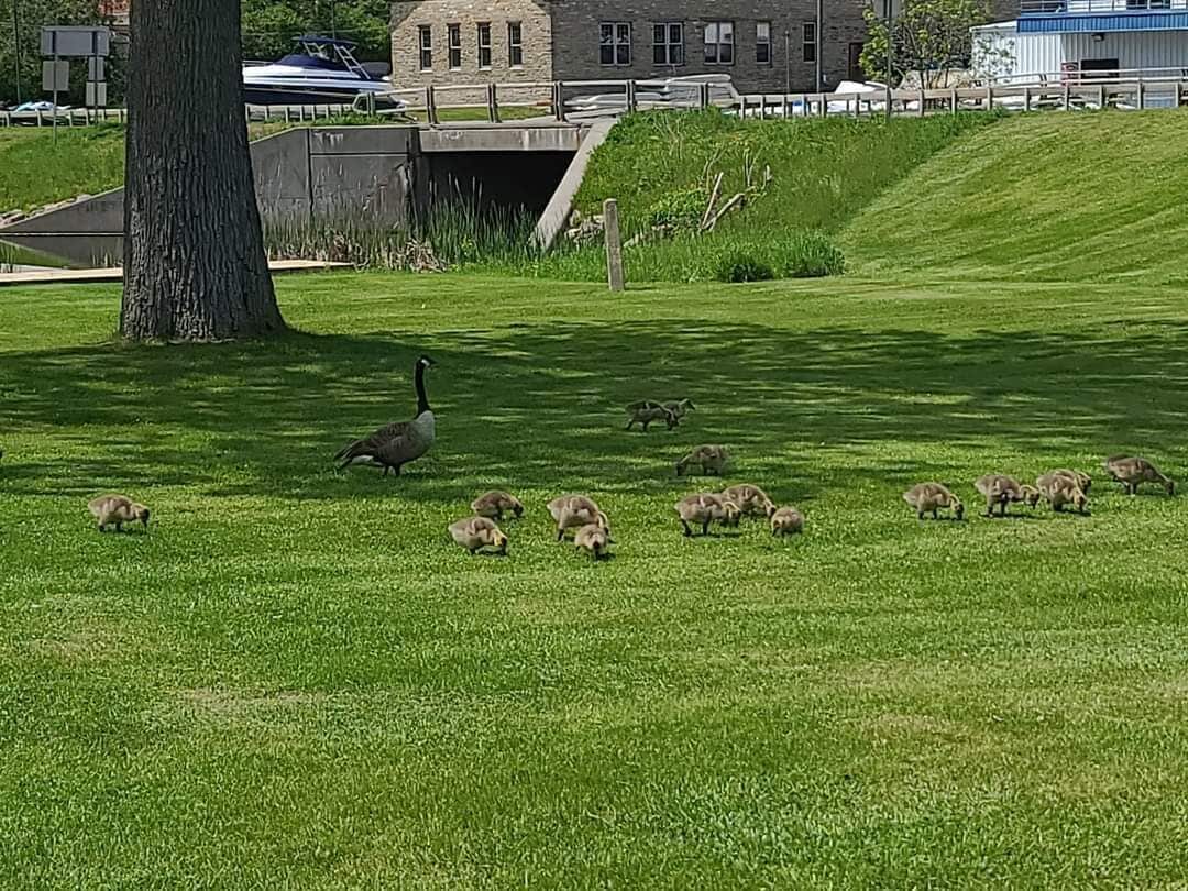 A grassy area with a group of geese and a large tree.