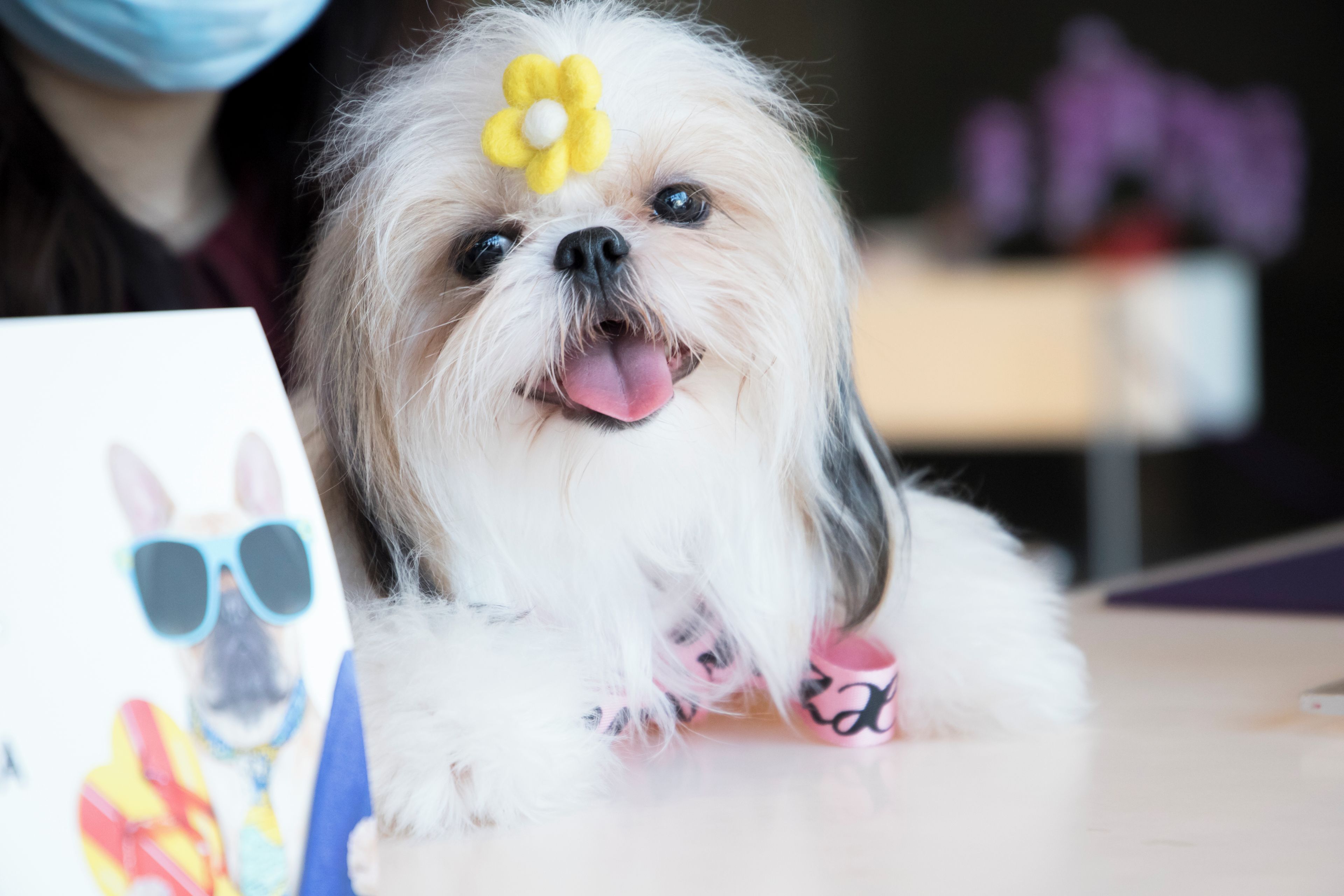 A small dog with a yellow flower on its head, sitting at a table with a card featuring a cartoon character.