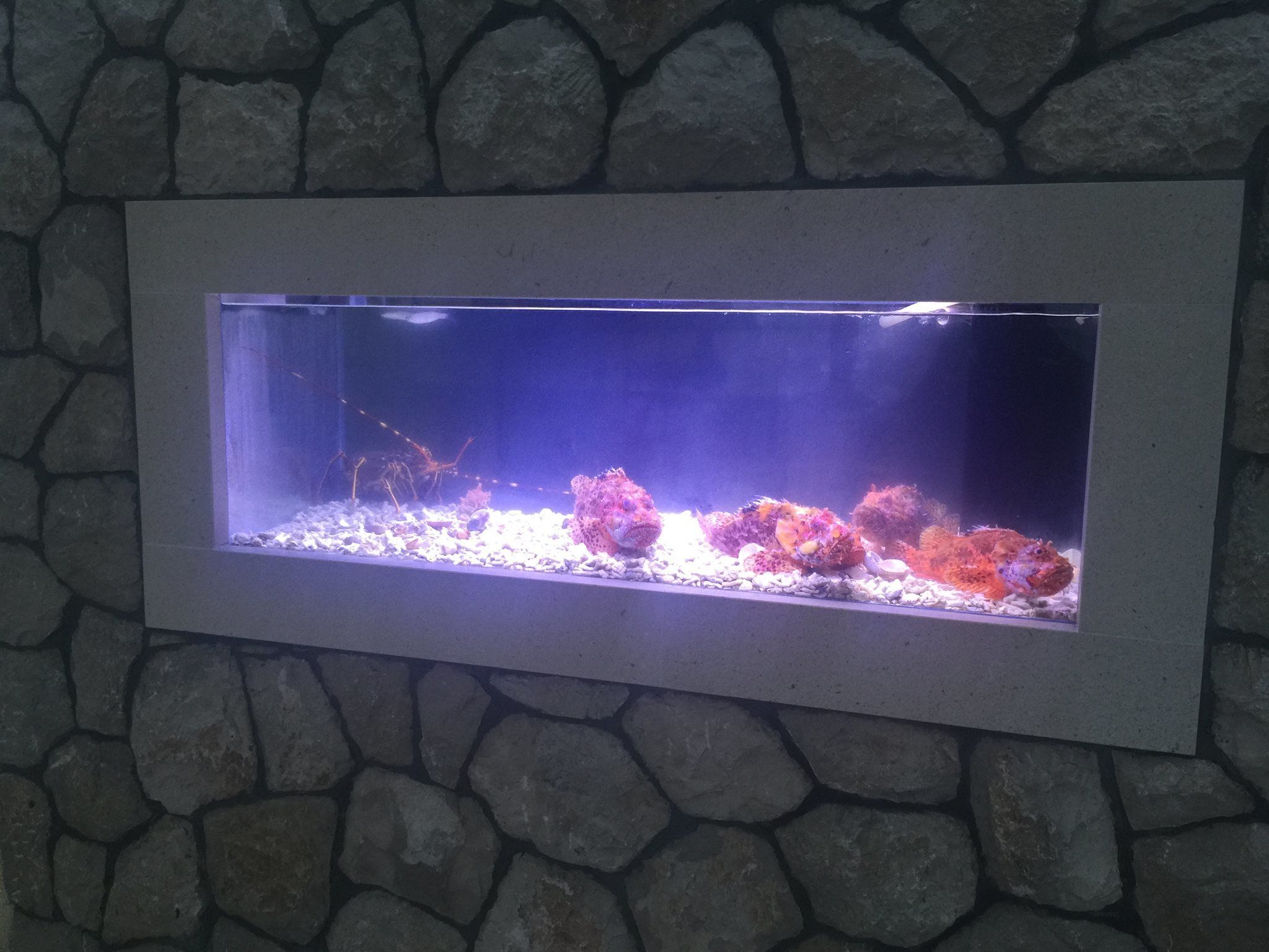 Un acuario rectangular con un fondo de pared de piedra.