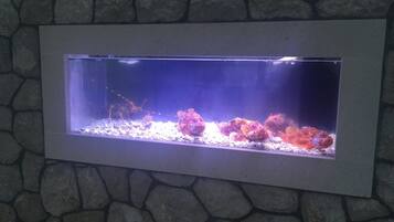 Un aquarium rectangulaire dont le fond est constitué d’un mur en pierre.