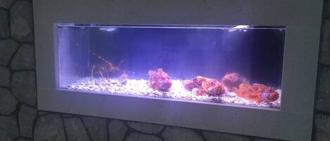 Un acuario rectangular con un fondo de pared de piedra.