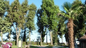 A landscaped garden with a palm tree, a pathway, and a variety of trees. - Hotel Novarello  (Granozzo con Monticello)