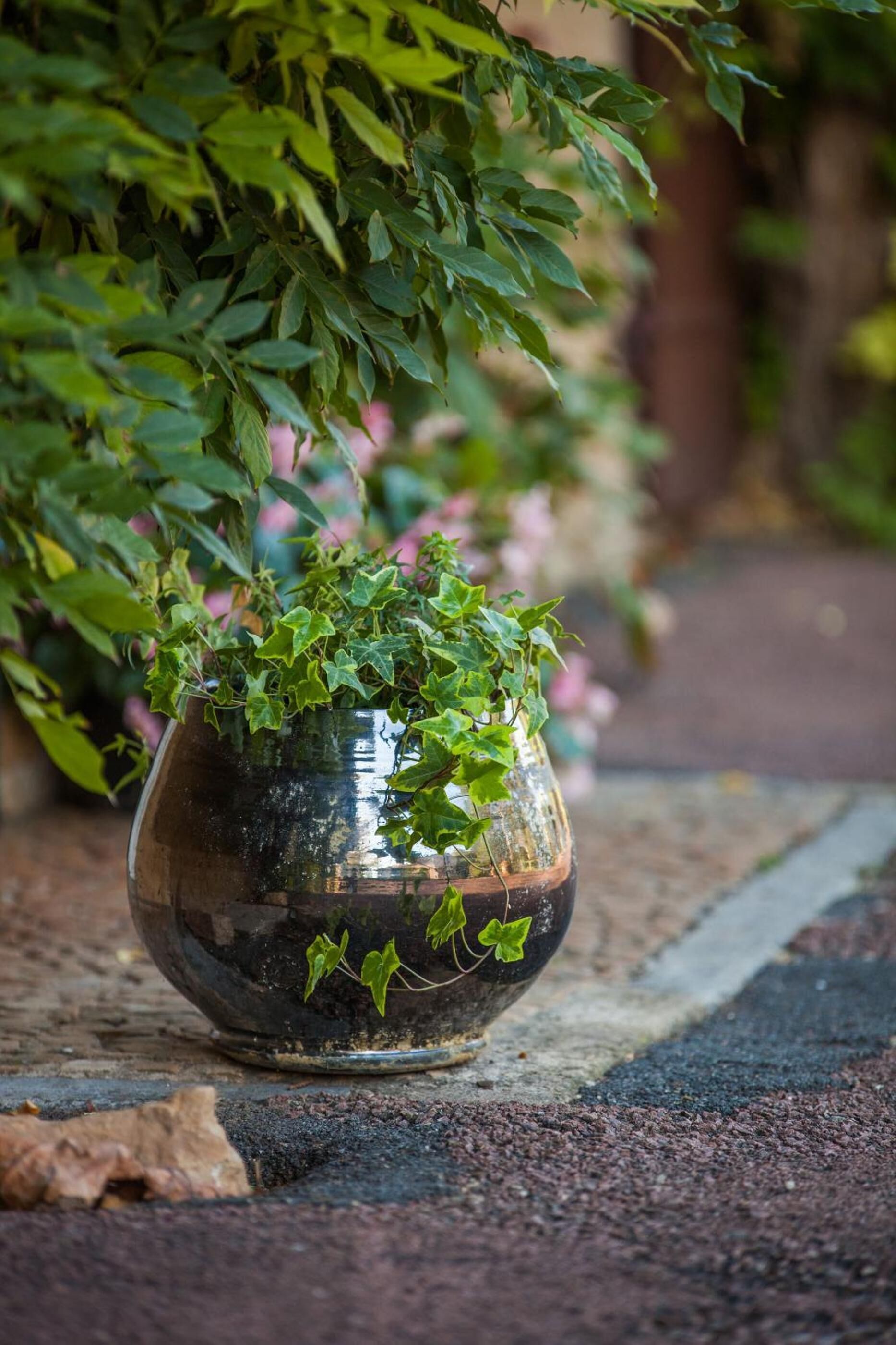 A potted plant with green leaves on a concrete surface.