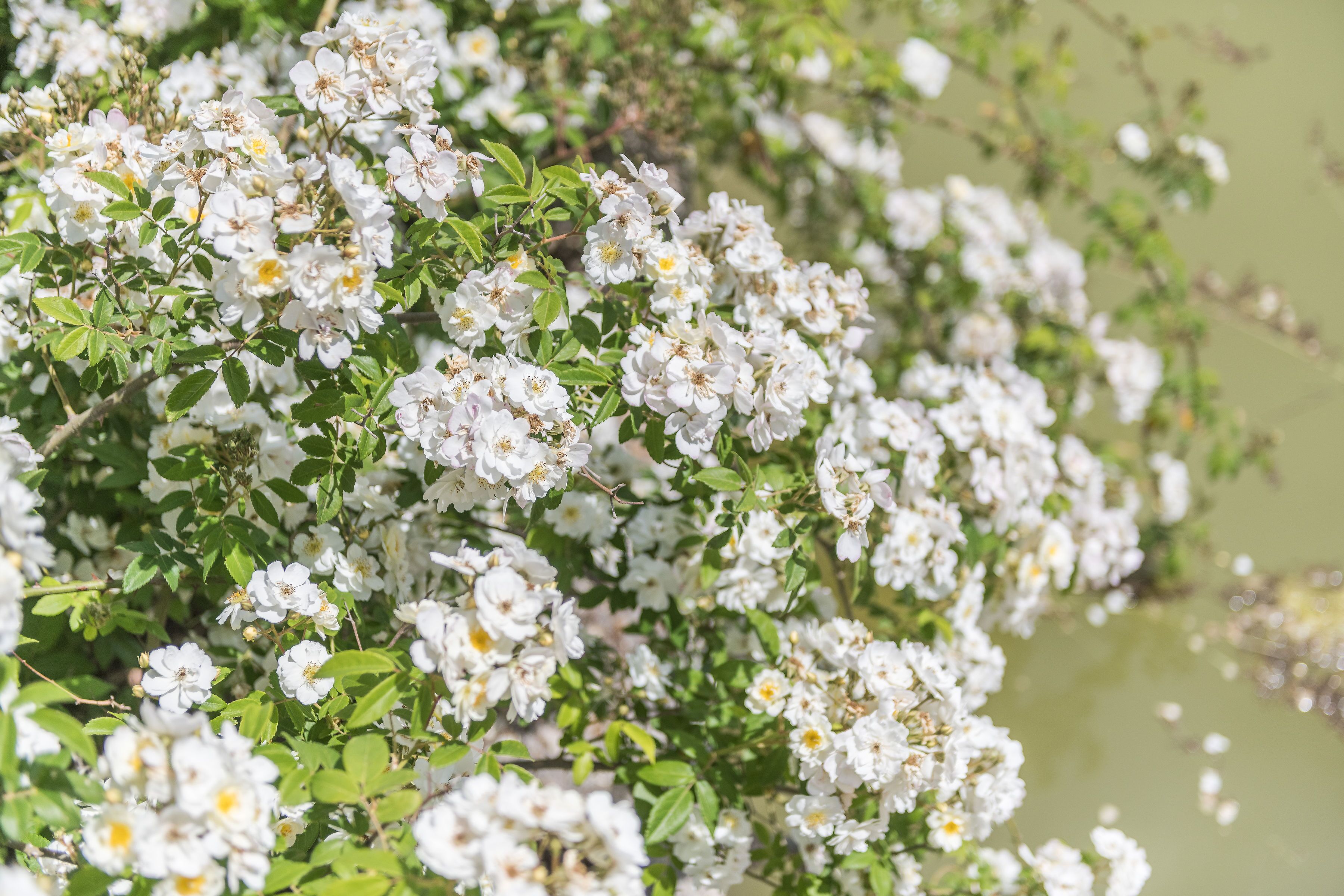 Photo - Monnàber Vell