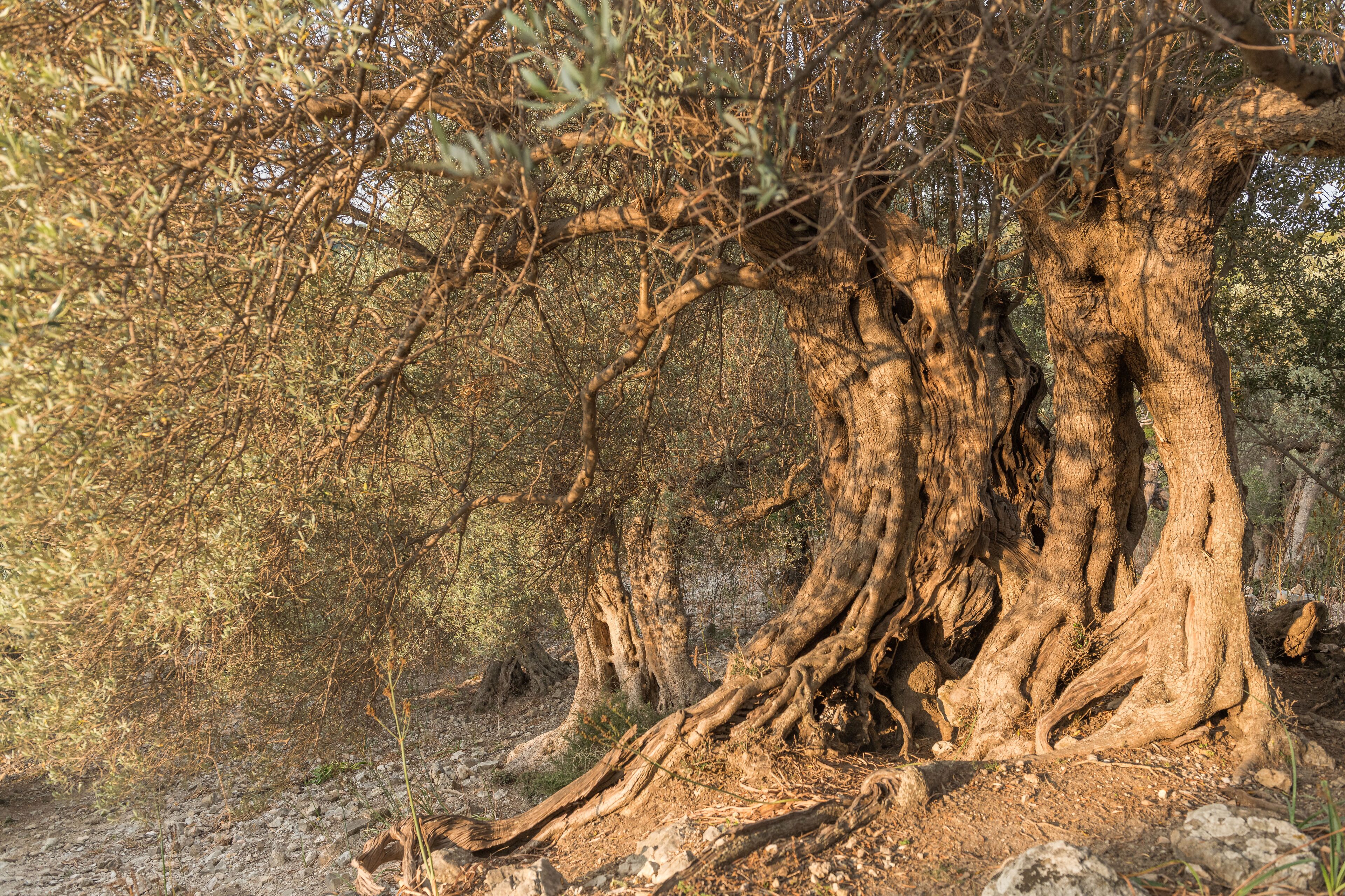 Photo - Monnàber Vell