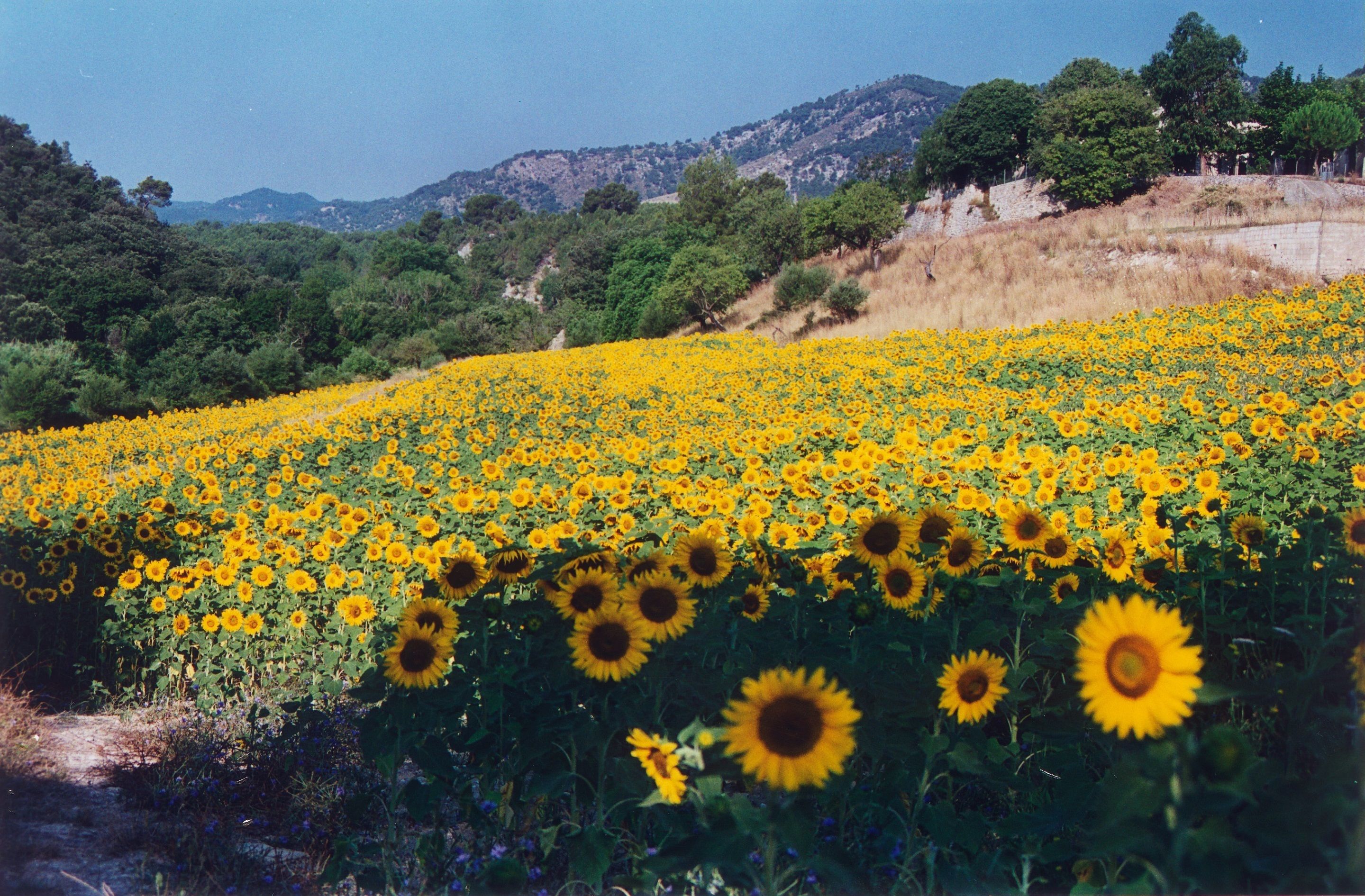 Photo - Monnàber Vell