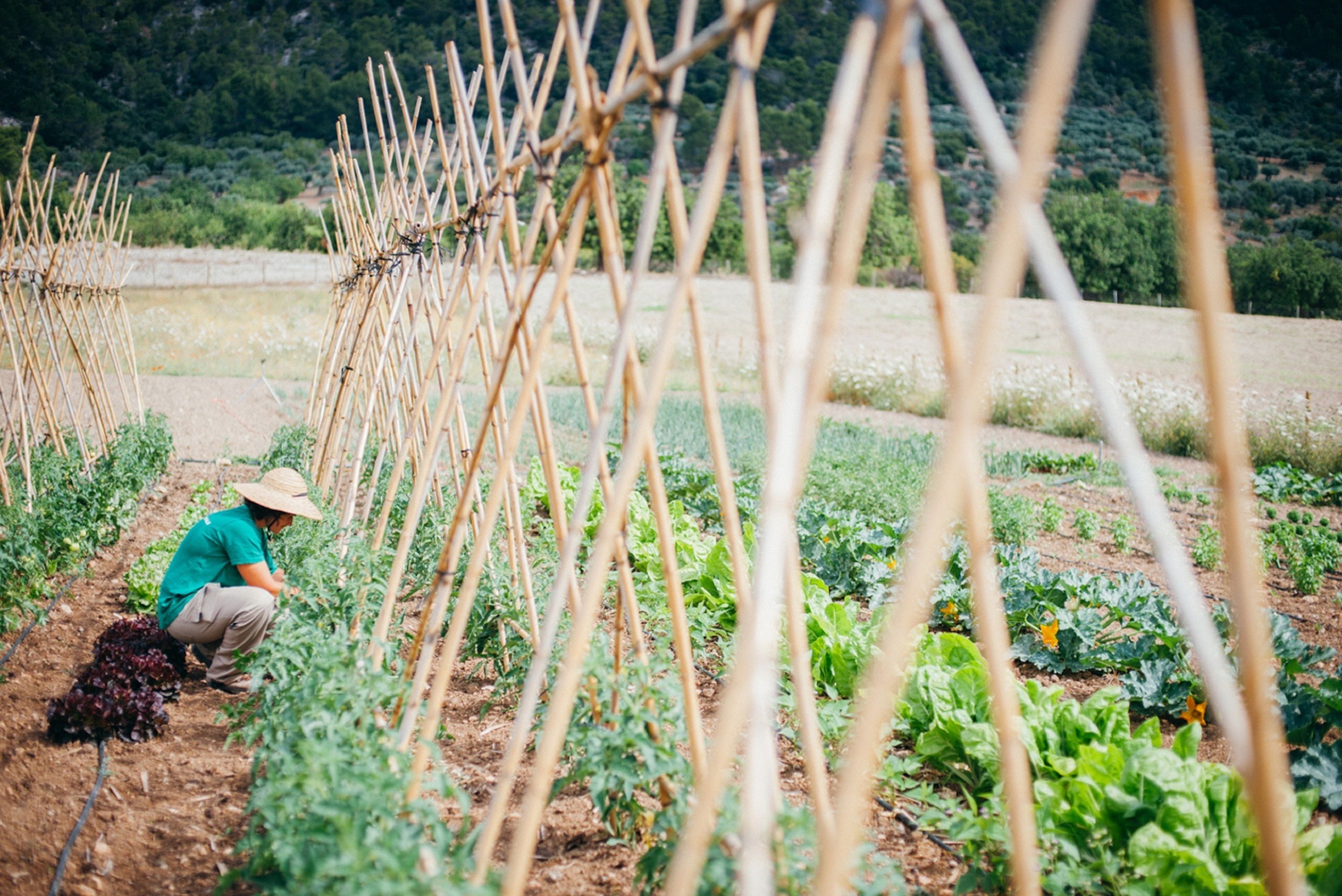 A person in a green shirt and straw hat working in a garden with raised beds and a rural background.