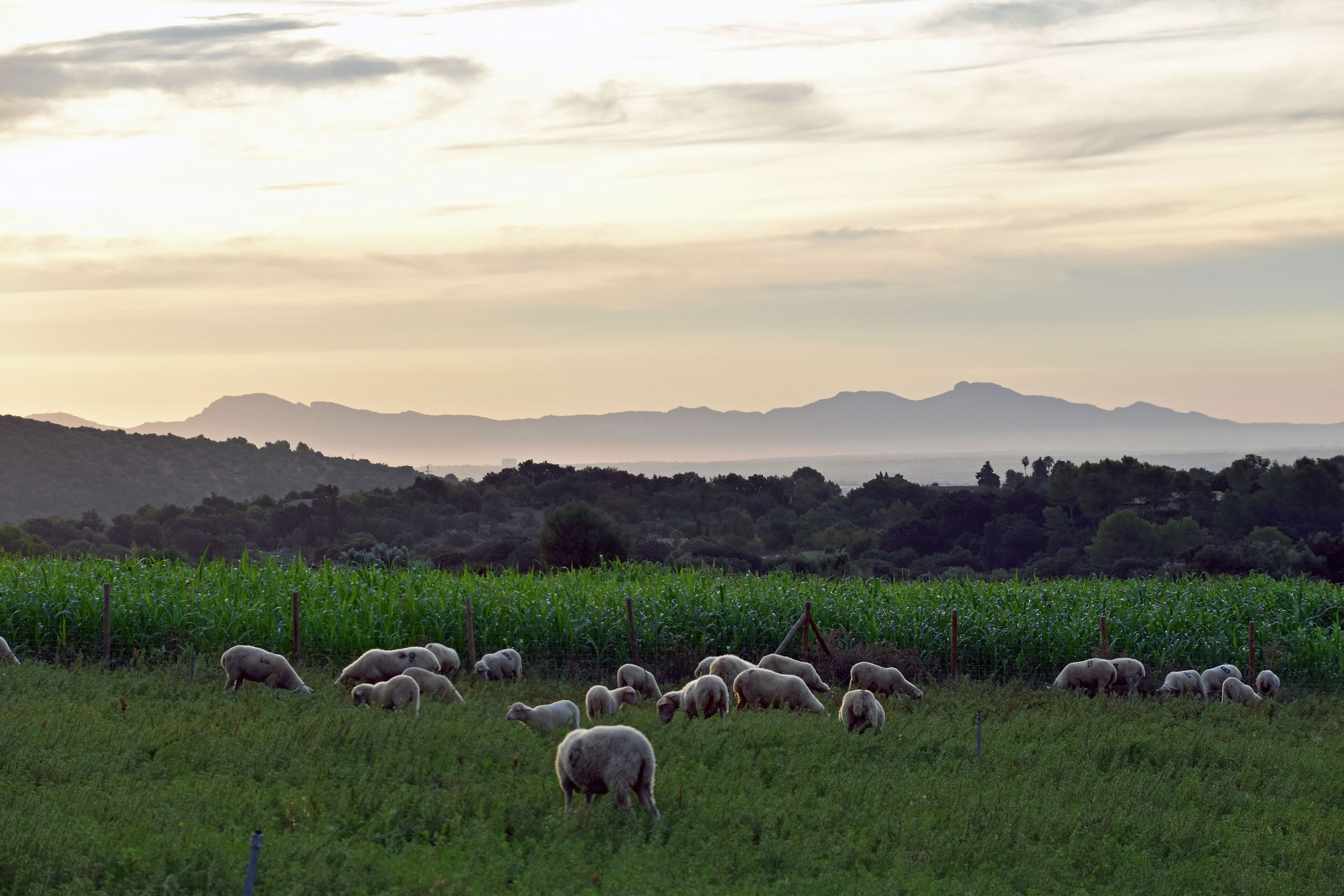 Un champ où paissent des moutons, entouré de verdure et dominé par des montagnes lointaines.