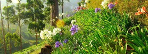 Jardim