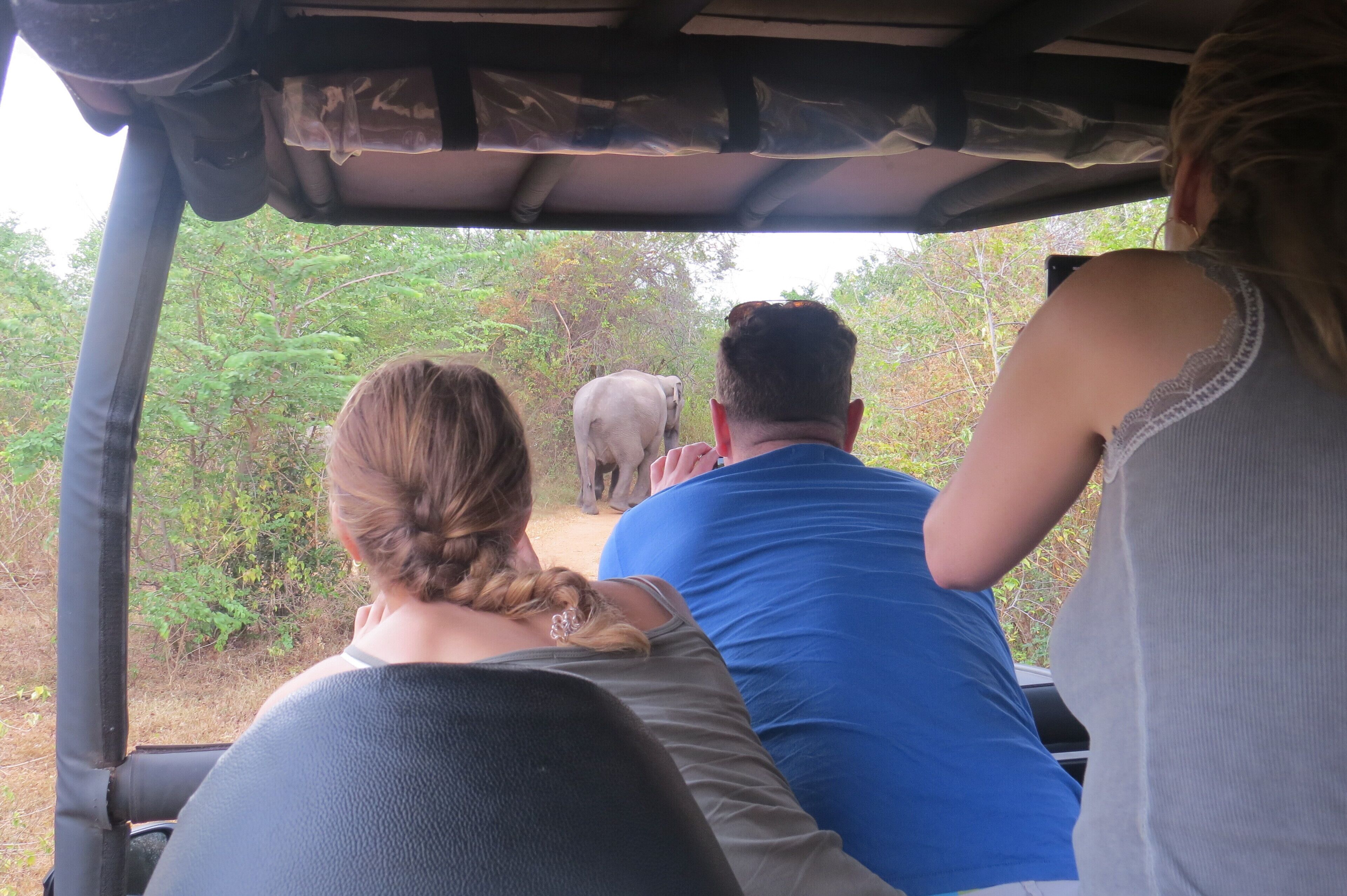 A vehicle interior with passengers observing an elephant in a natural setting.
