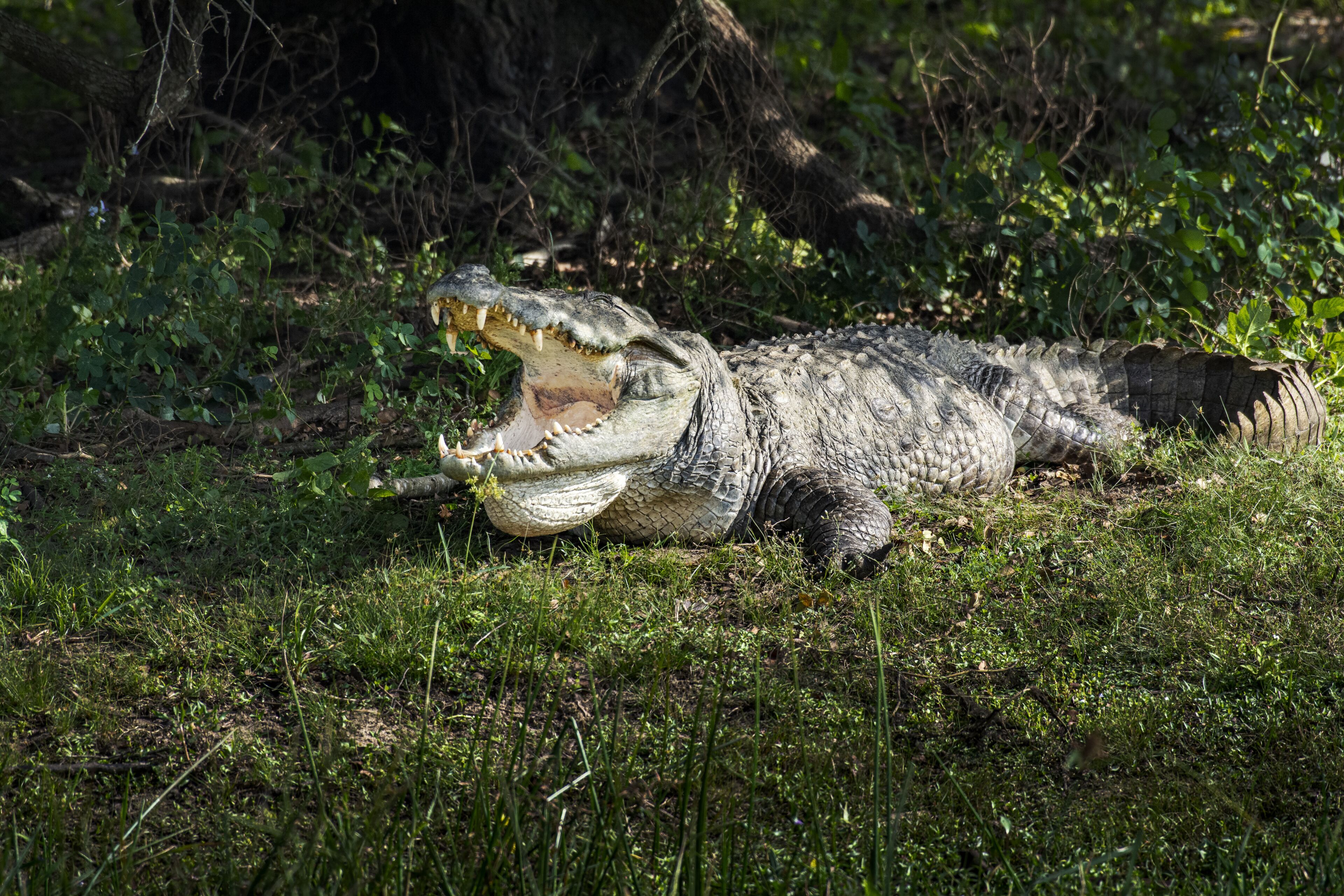 Un cocodrilo descansando sobre el suelo en un entorno natural.
