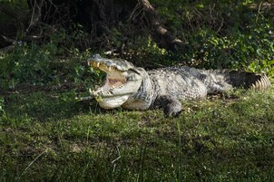 Un cocodrilo descansando sobre el suelo en un entorno natural.