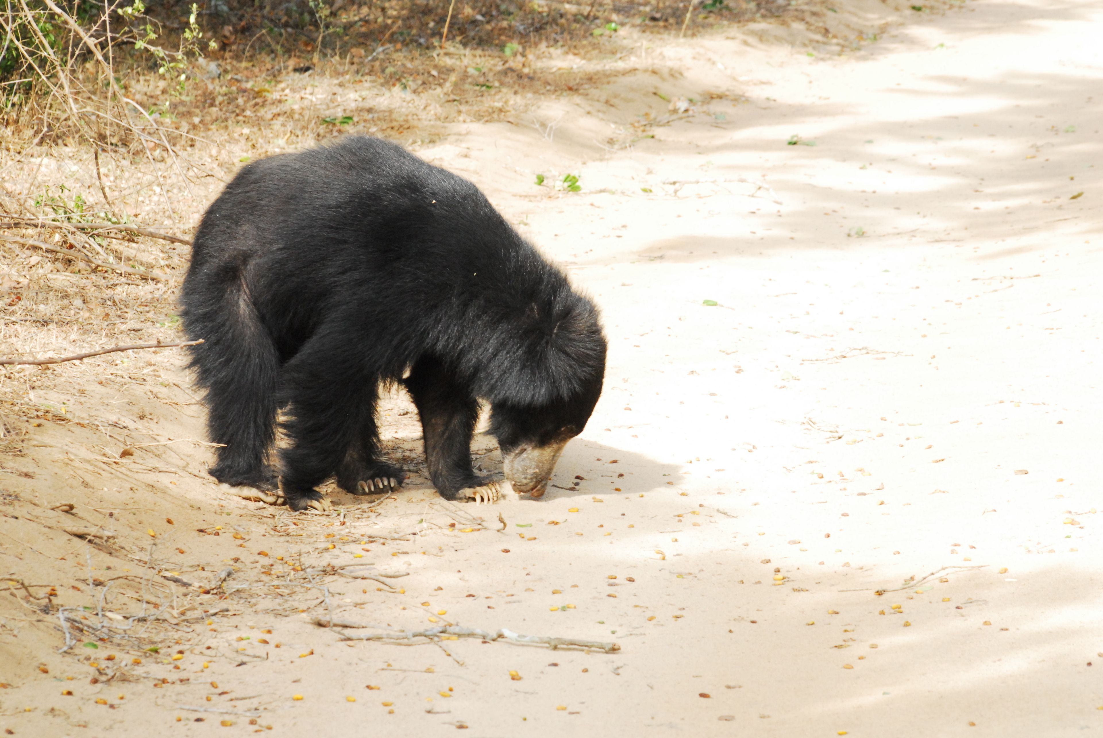 A black bear on a sandy path with sparse vegetation.