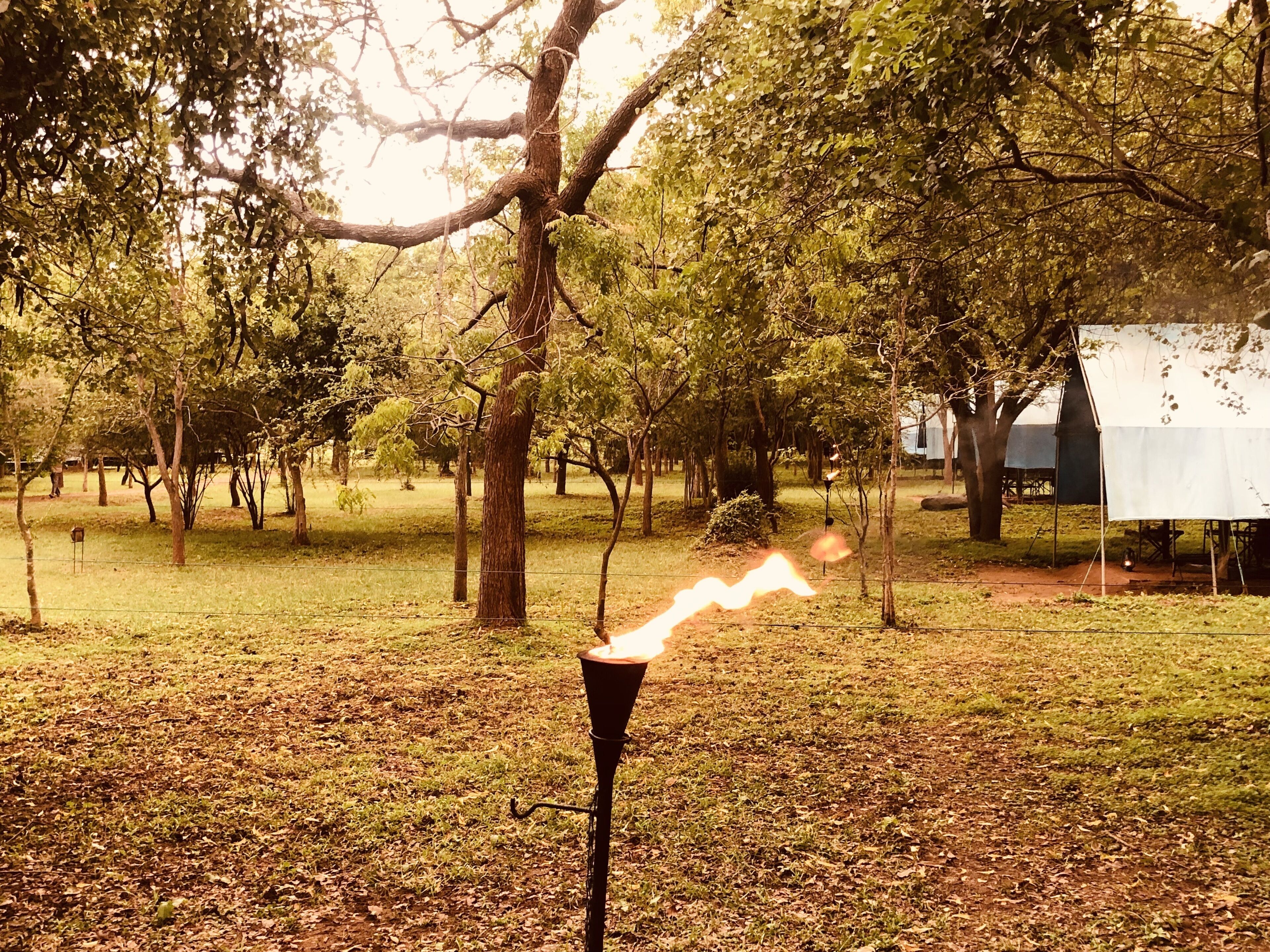 A campfire in a wooded area with tents in the background.