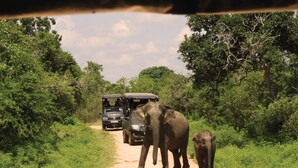 A dirt road with two vehicles and two elephants. - Big Game - Udawalawe by Eco Team (Thanamalvila)