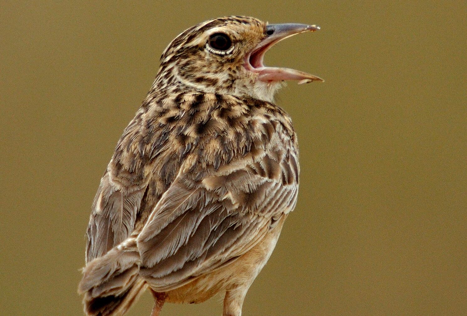 A bird with a speckled brown and white plumage, standing against a plain background.