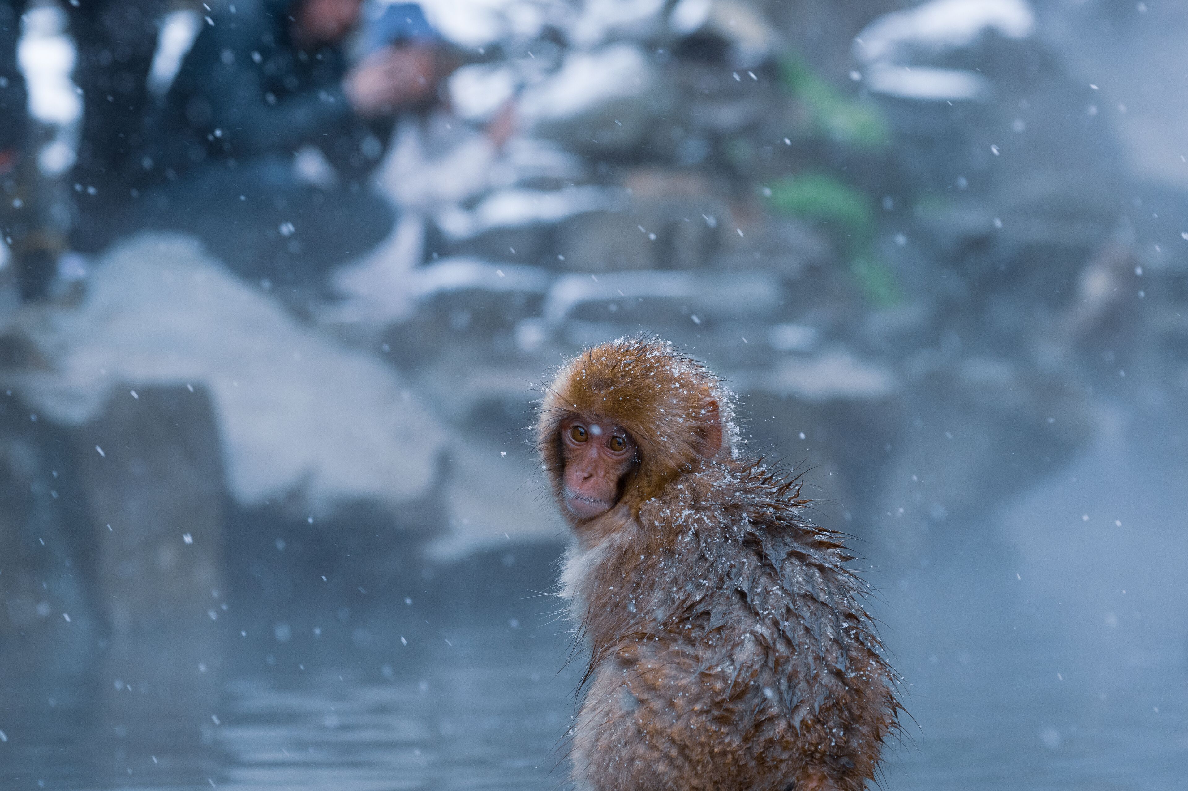 A monkey in a snowy environment with a blurred background of rocks and a person in the distance.