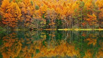 Un lago tranquilo que refleja un bosque de árboles de colores otoñales.