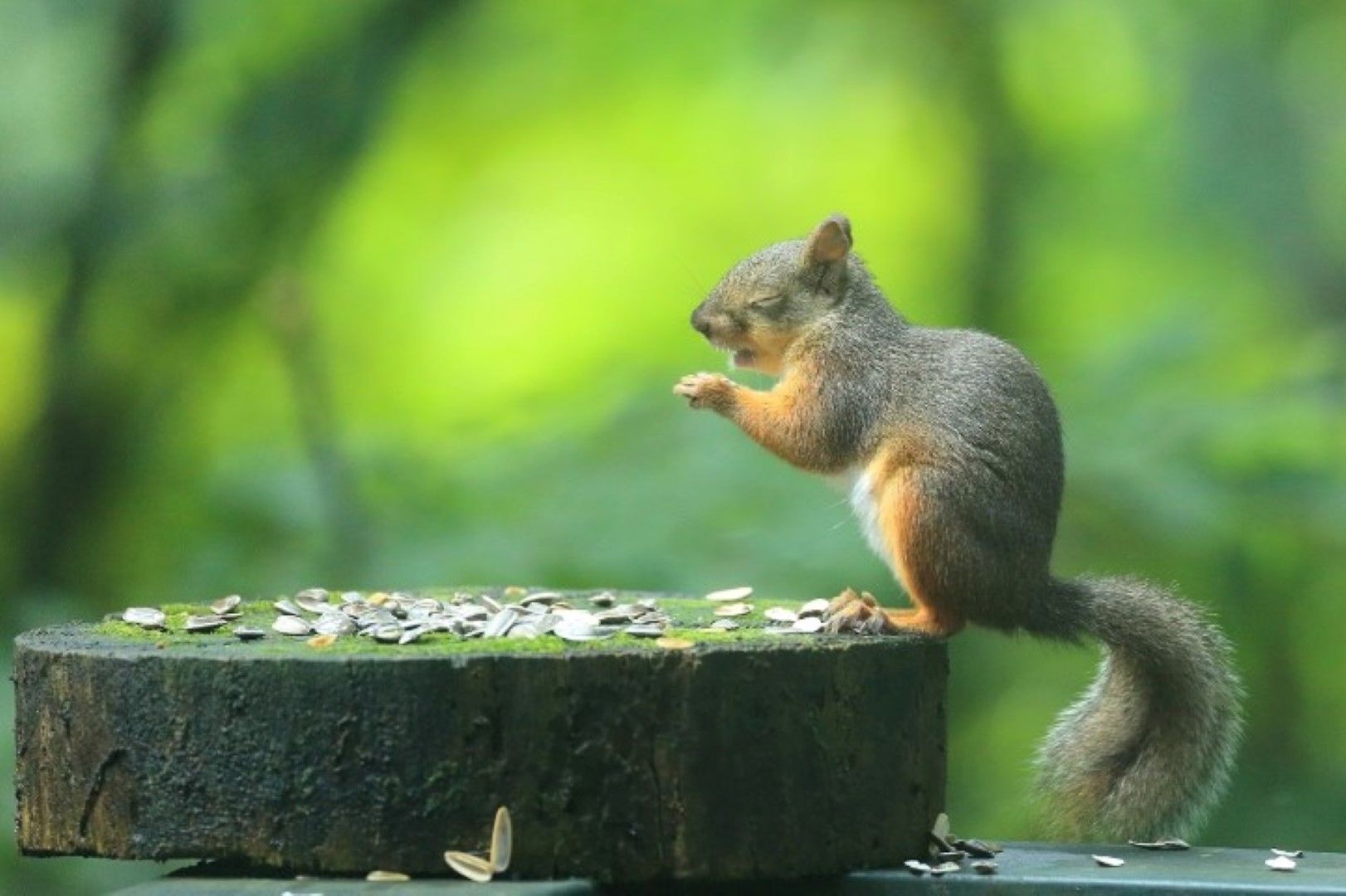 A squirrel standing on a wooden platform with scattered seeds.