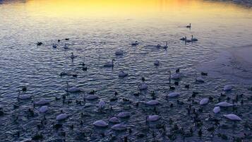 Una extensa masa de agua con numerosos cisnes y patos.