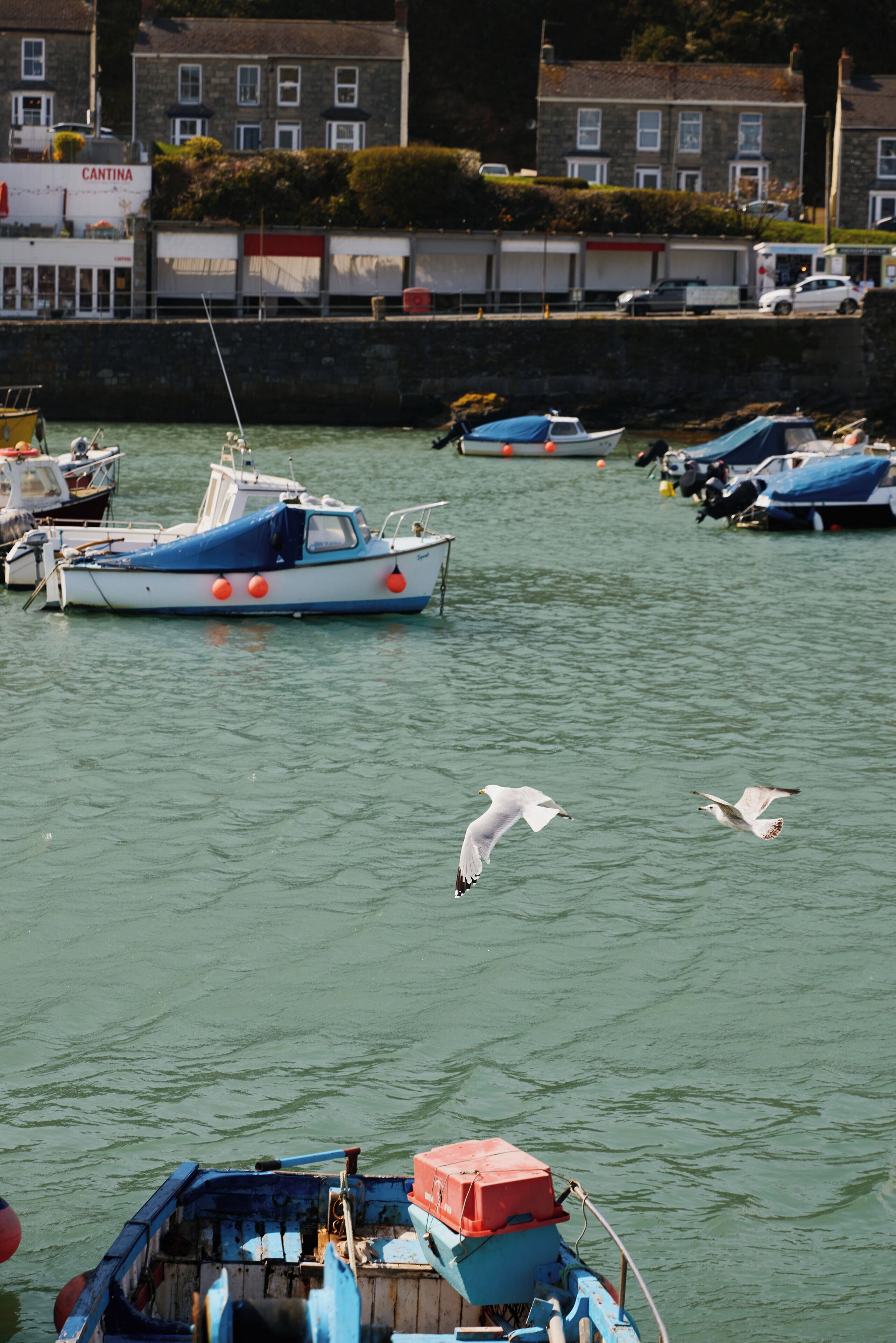 Un port de plaisance avec des bateaux amarrés, une mouette en vol et des bâtiments en arrière-plan.