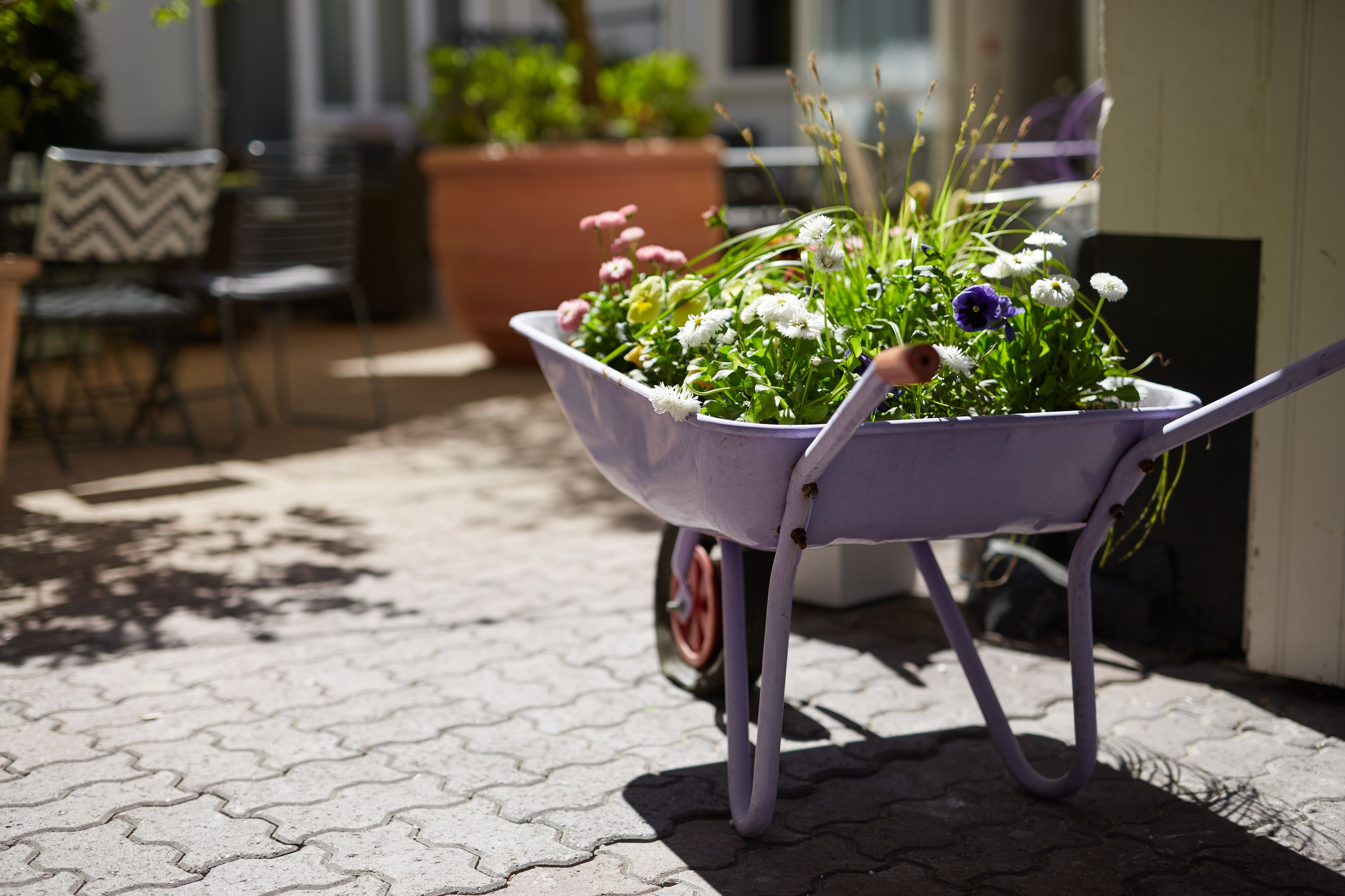 A wheelbarrow filled with flowers on a paved outdoor area.