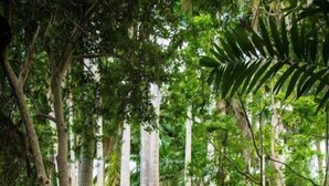 A wooden pathway through a dense forest with tall trees. - Naniki Cottages (Surinam)
