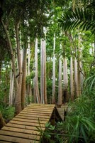 Un sendero de madera serpentea por un bosque denso con árboles altos.