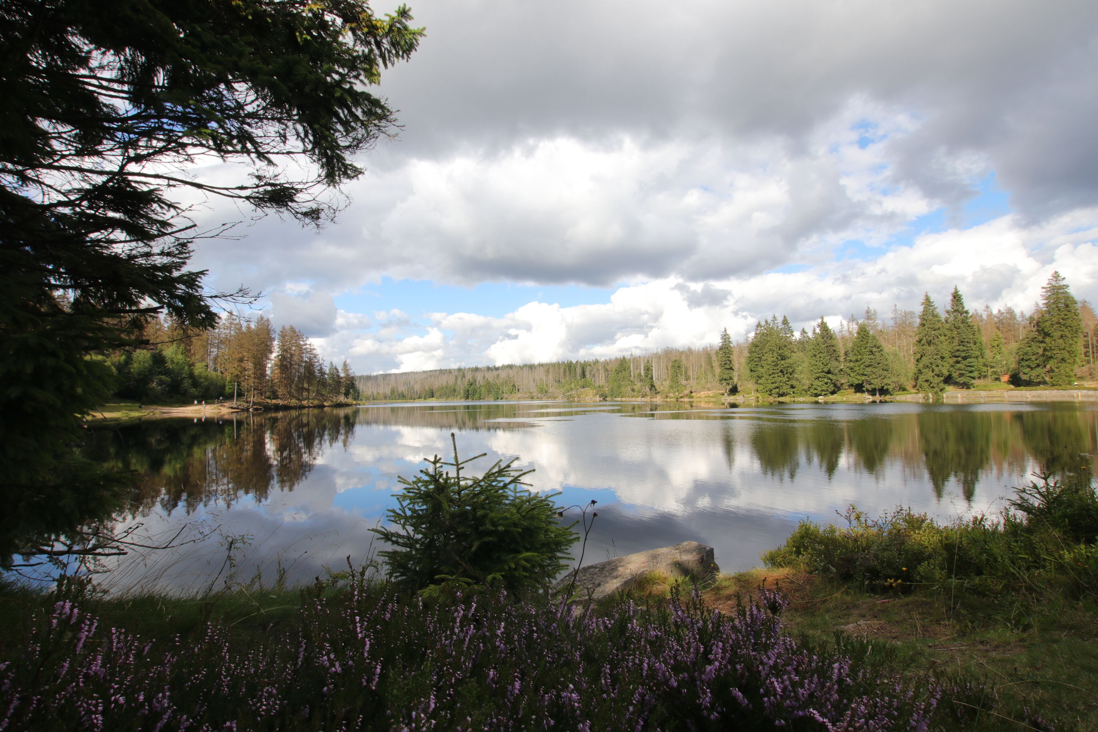 A serene lake surrounded by dense forest and a clear sky.