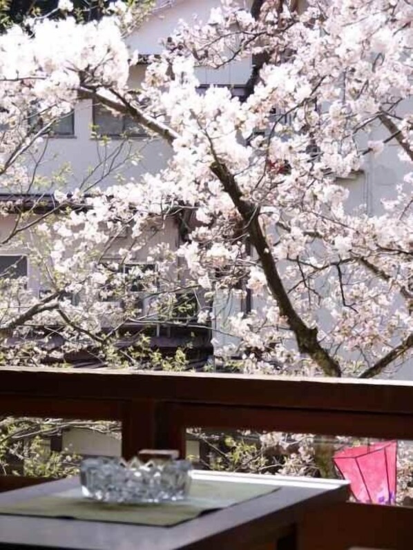 A view of cherry blossoms with a building in the background.