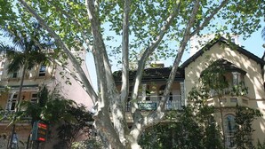 A tree-lined street with a building labeled "ORIGINAL" and a sign for "LOCOE". - Original Backpackers (Potts Point)