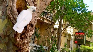 A white bird in a tree hole, a sign for 'The Original Backpackers Lodge', and lush greenery. - Original Backpackers (Potts Point)