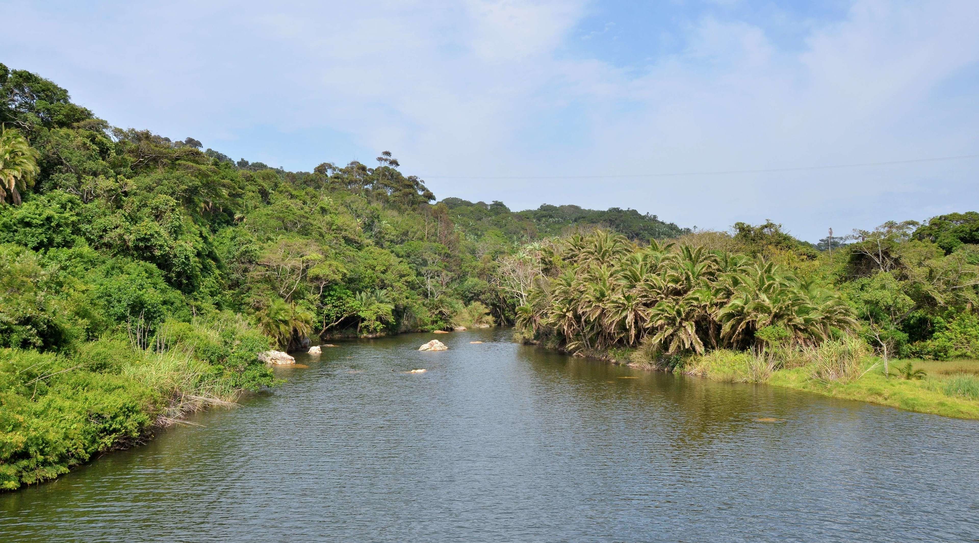 A river surrounded by dense greenery and trees.