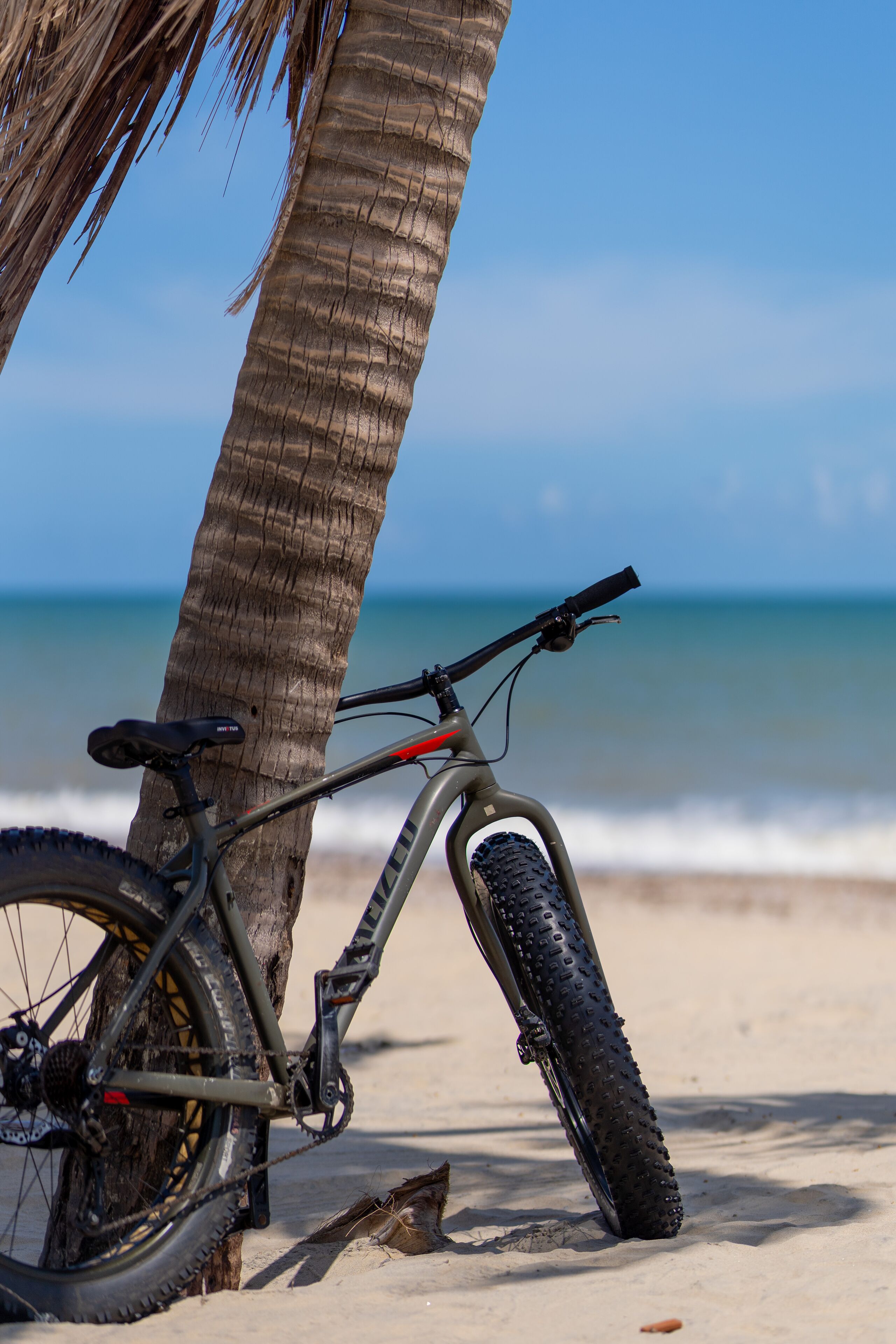 Ein Mountainbike, das an einer Palme auf einem sandigen Strand lehnt, mit dem Meer im Hintergrund.