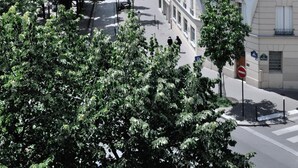 Une rangée d’immeubles à plusieurs étages dotés de balcons, un ciel dégagé et des arbres bordant la rue.