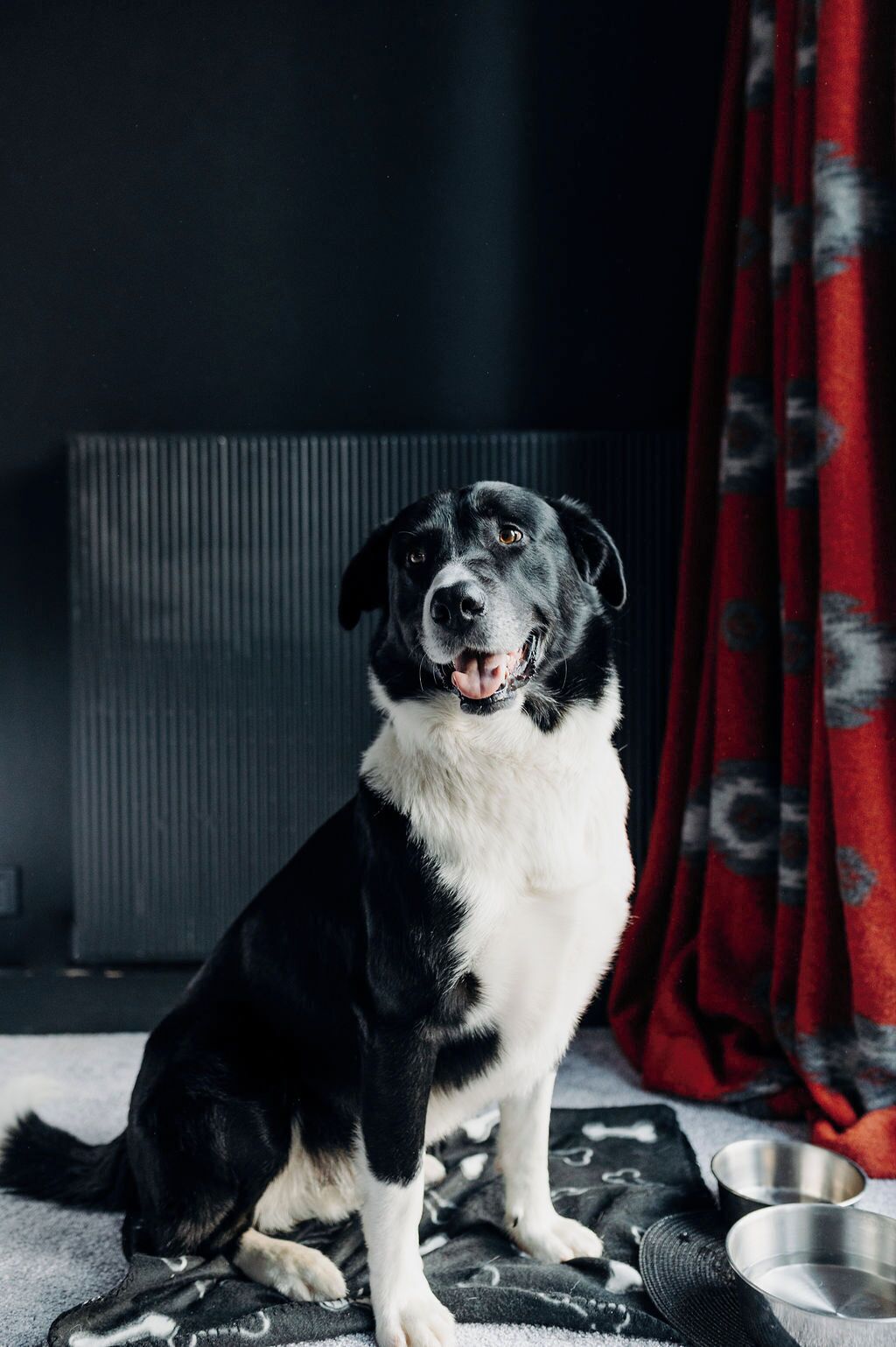 Ein schwarz-weißer Hund sitzt auf einem gemusterten Teppich, im Hintergrund ein Vorhang in Rot und eine Metallschüssel.
