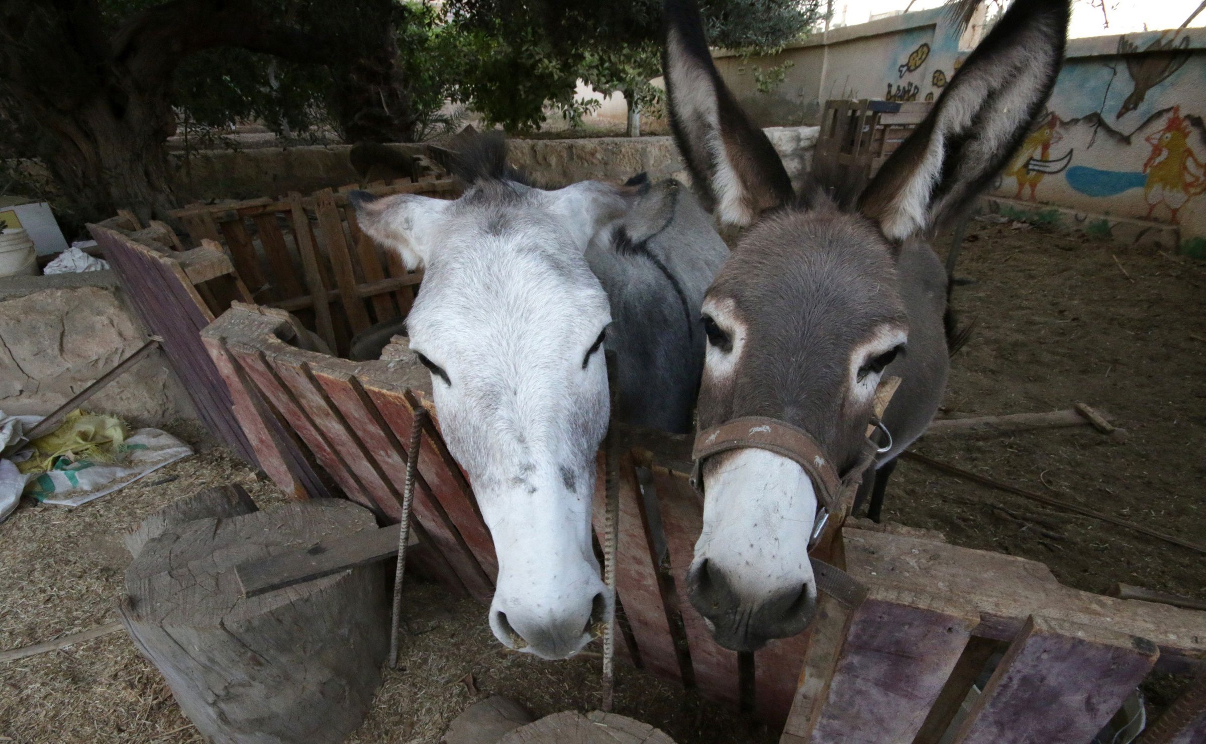 Dos burros en un corral con cerca de madera y un mural de fondo.