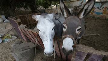 Dos burros en un corral con cerca de madera y un mural de fondo.