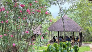 A gazebo with people seated inside, surrounded by lush greenery and pink flowers.