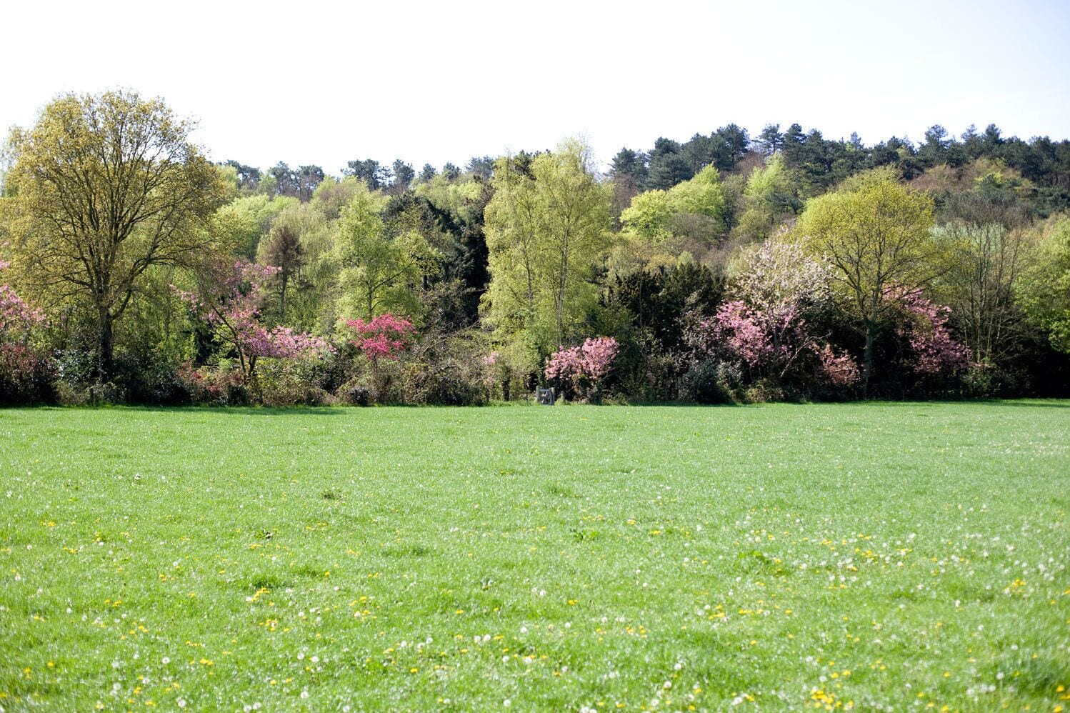 A grassy field with trees in the background.