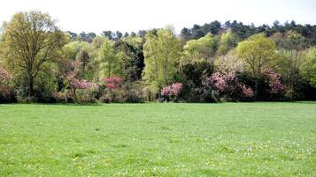 A grassy field with trees in the background.