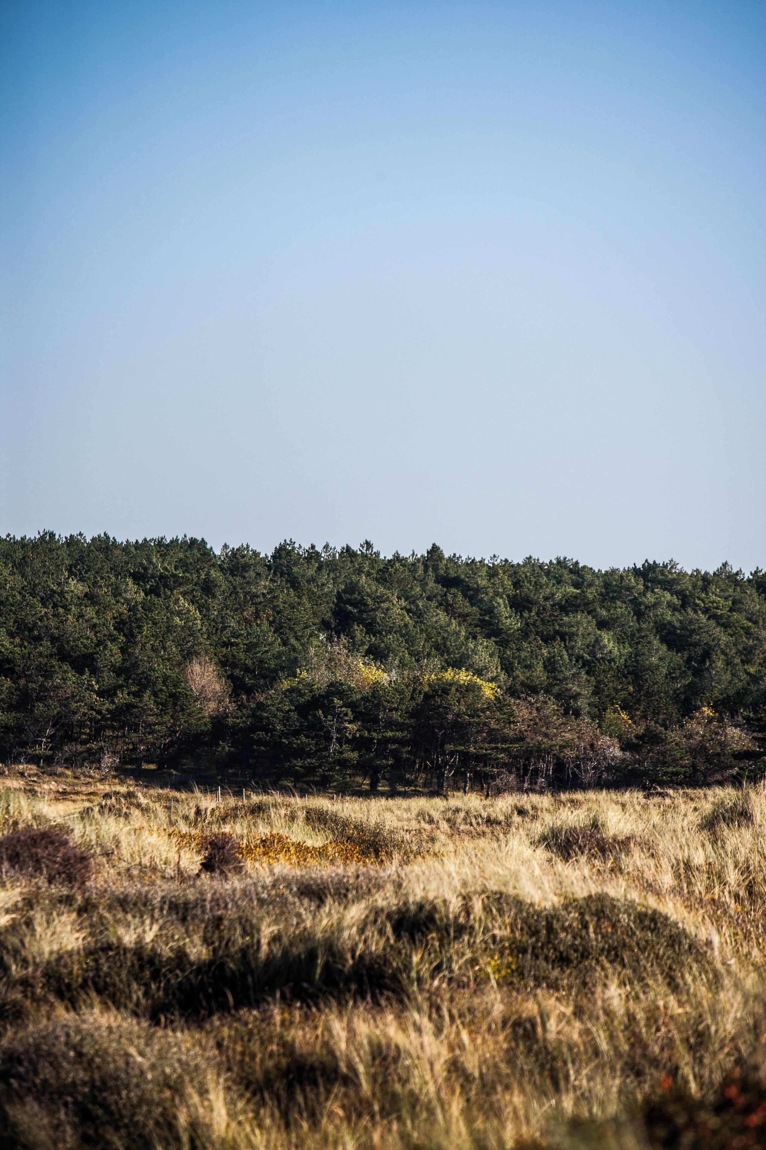 A natural landscape with a dense forest in the background and a grassy foreground.
