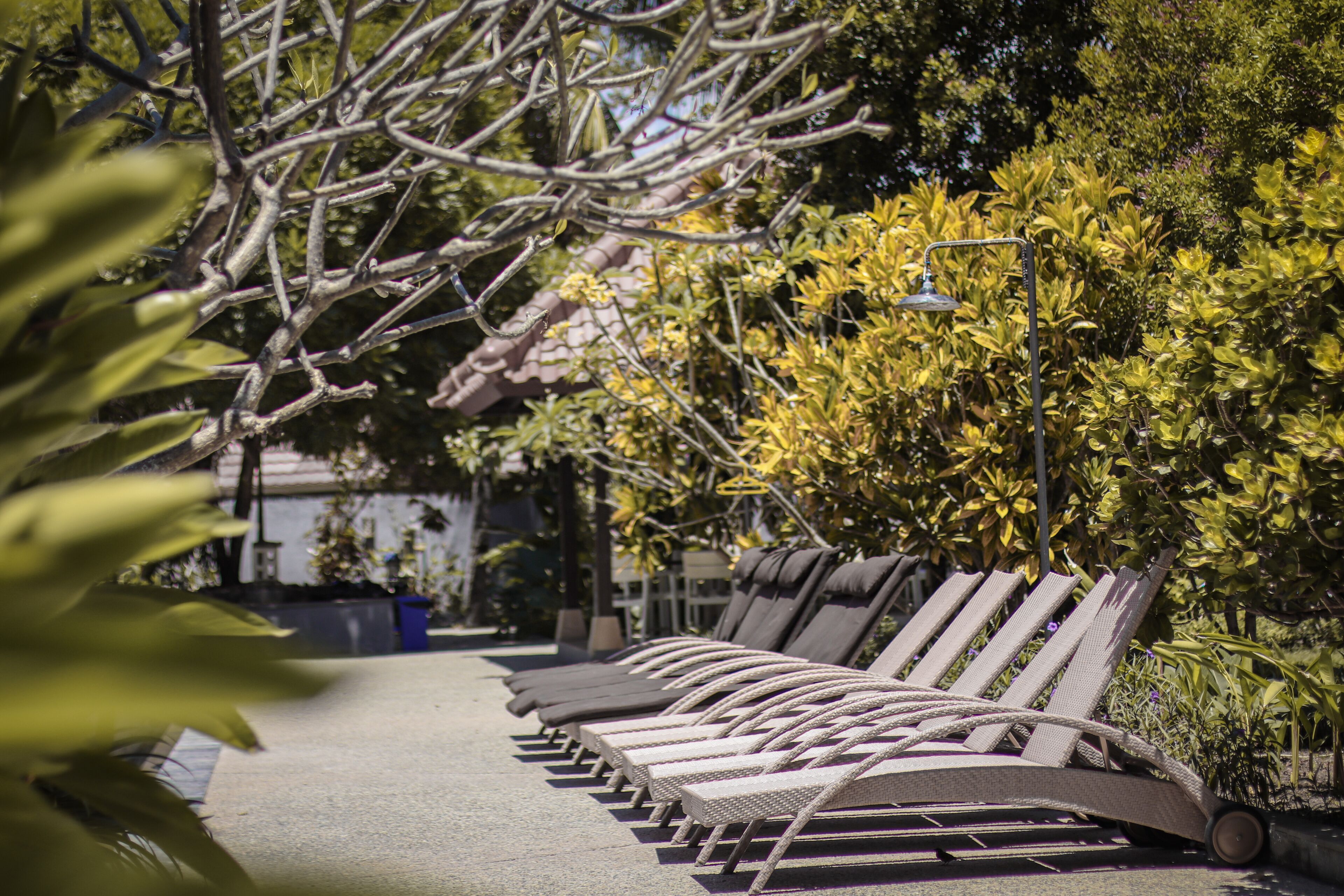 A row of sun loungers aligned along a pathway with a lamp post and lush greenery in the background.