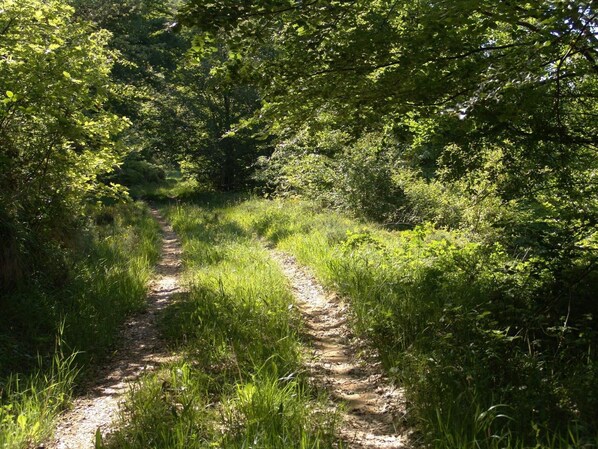 A narrow dirt path surrounded by dense greenery and trees. - Hotel Rural La Gándara (Valle de Manzanedo)
