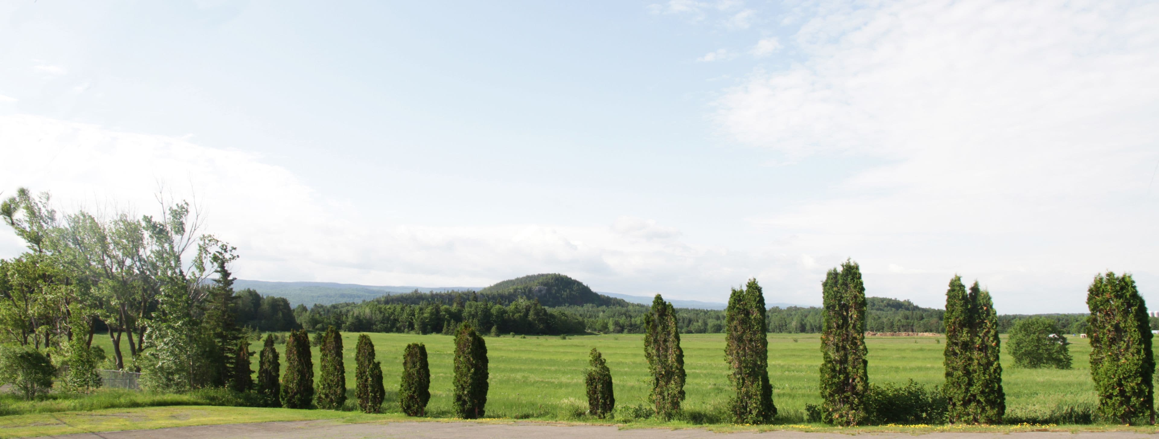 A rural landscape with a row of tall, narrow trees in the foreground and a hilly background.