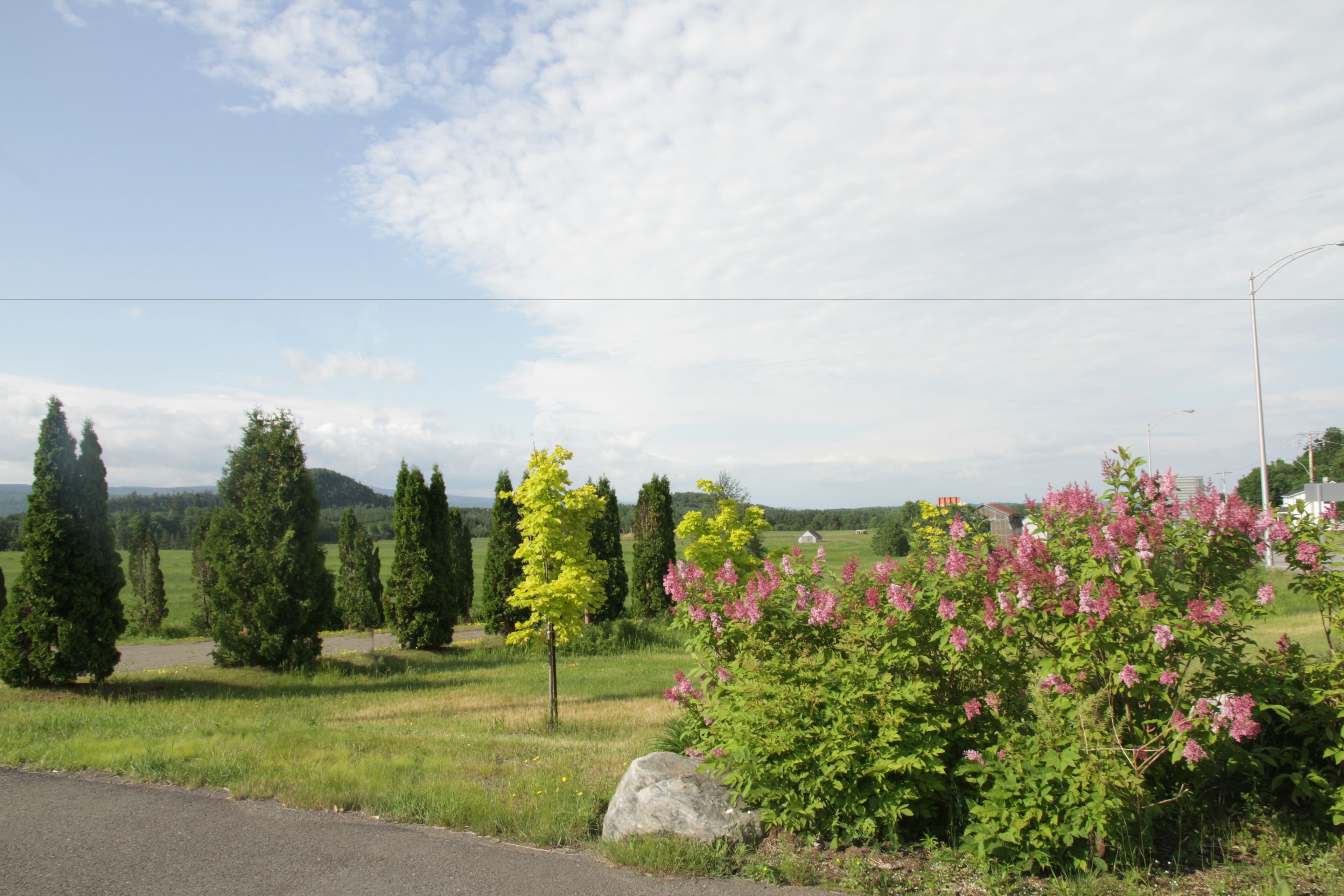 Un paysage rural avec une route, des arbres et des arbustes en fleurs.