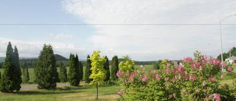 Un paysage rural avec une route, des arbres et des arbustes en fleurs.