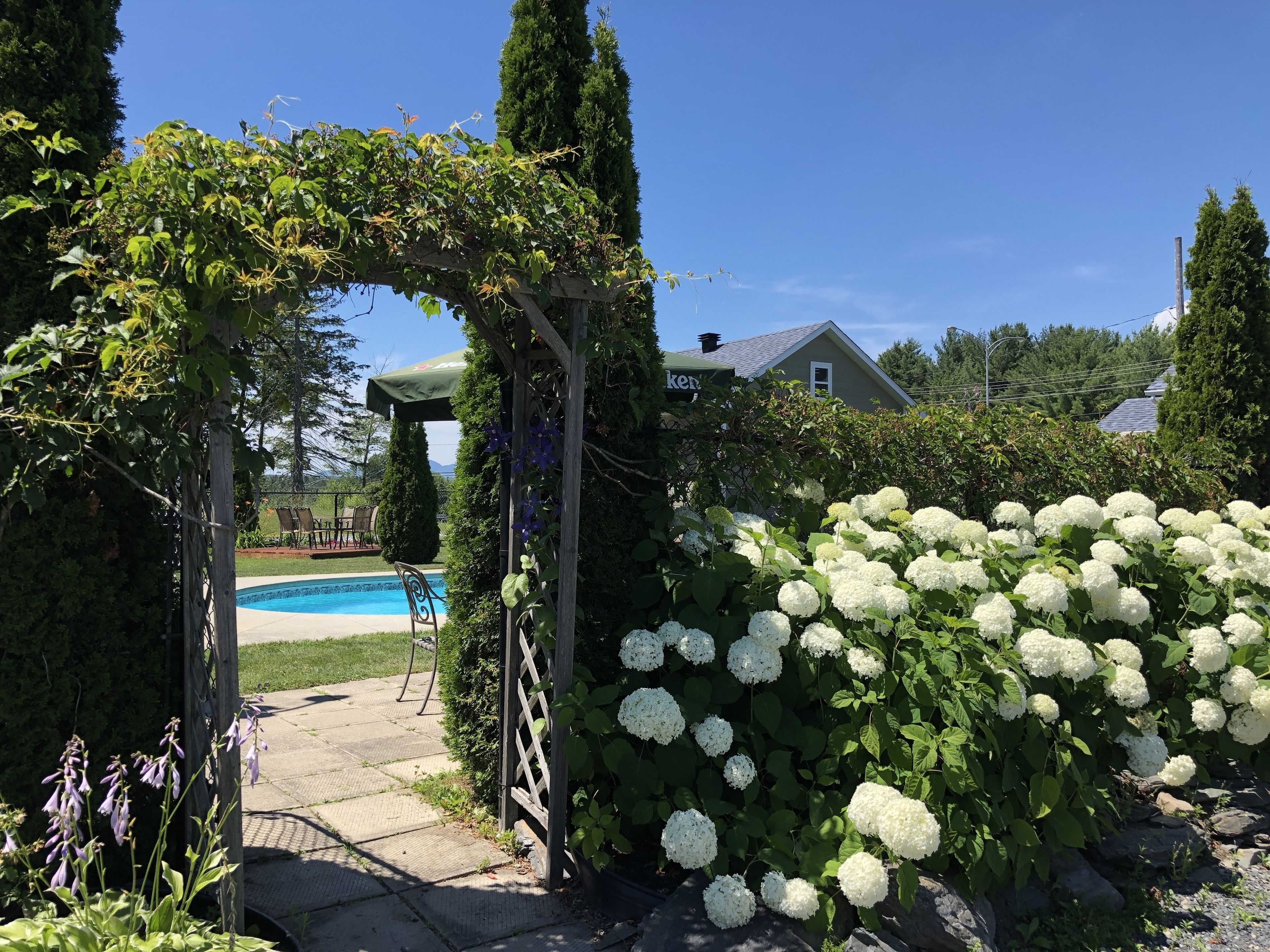 A garden with a wooden pergola, white hydrangea bushes, and a swimming pool.
